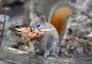 MS3%2029%20Red%20Squirrel%20Nest%20Building