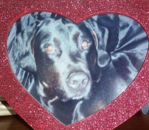 10670203_10202559936673768_6233385094632012657_n